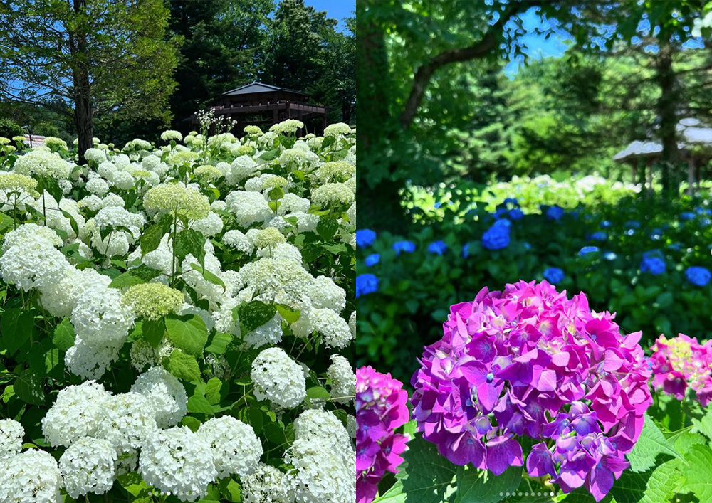 【新庄徳洲会病院】あじさいの杜のある東山公園に行ってきました！✨